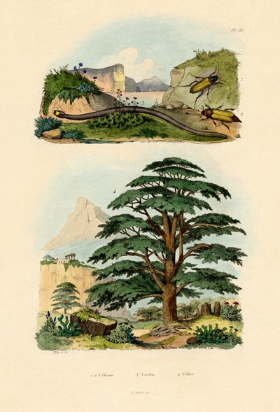 Cedro del Libano da French School